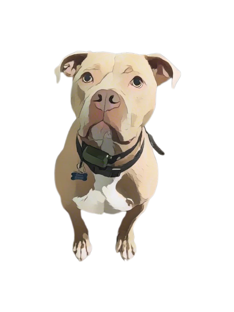 Wayne's Pet-Friendly Appliance Service - Bentley the dog welcomes you to our family-friendly service